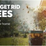 how to get rid of bees