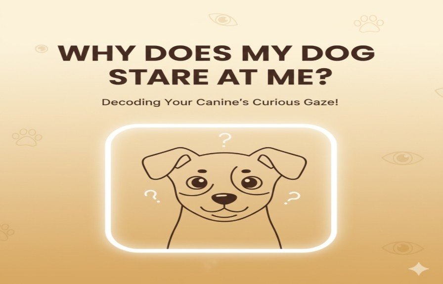 Why Does My Dog Stare at Me An Expert Explanation for Dog Owners