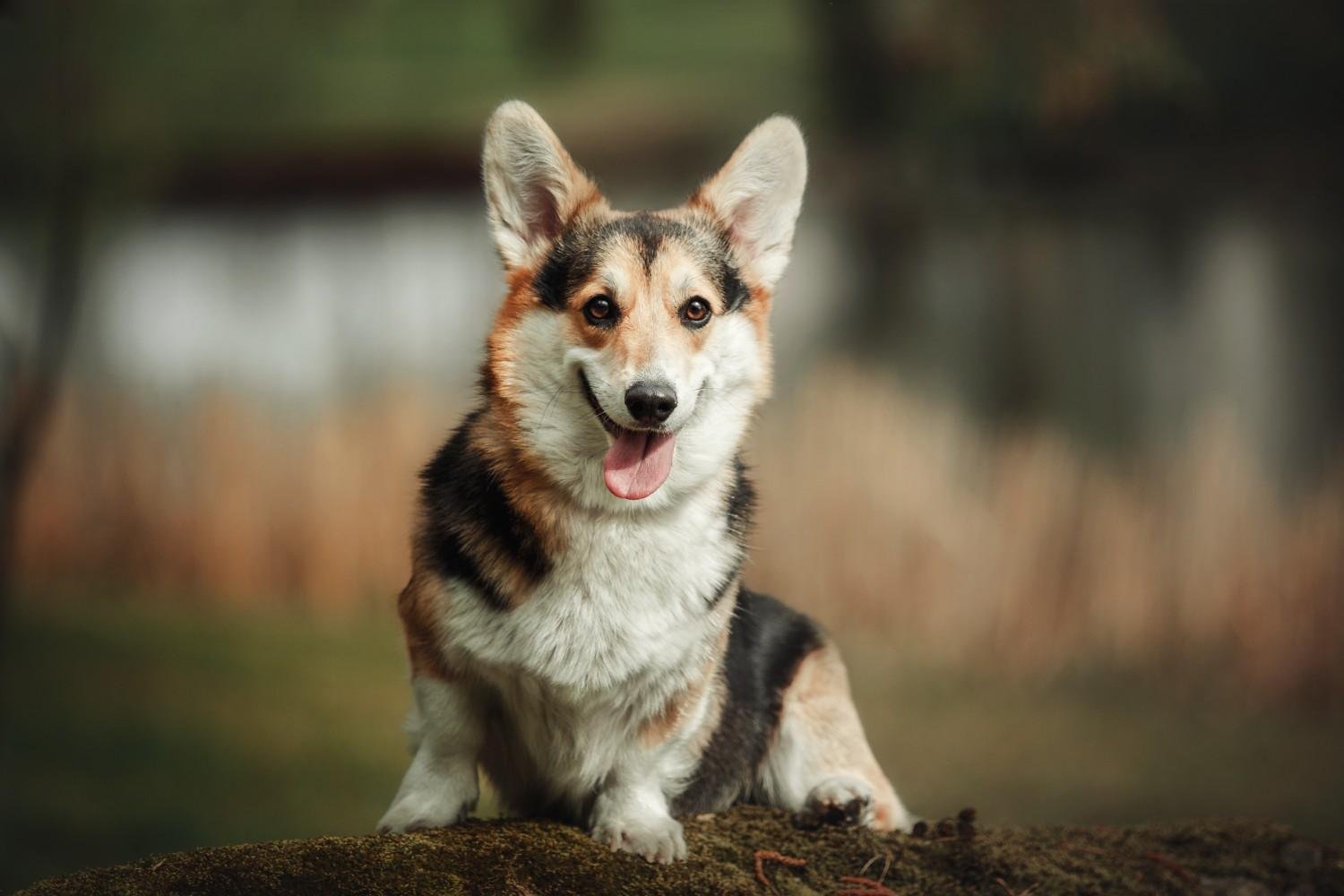 German Shepherd Corgi Mix Expert Guide to the Corman Shepherd