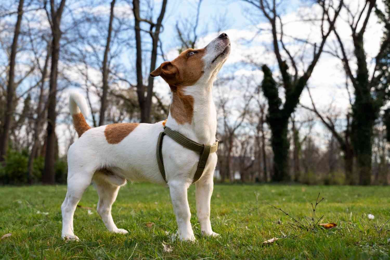 Jack Russell Terrier Mix Traits, Temperament, and Care Guide