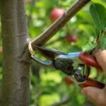 How to Prune Fruit Trees for Maximum Growth and Yield