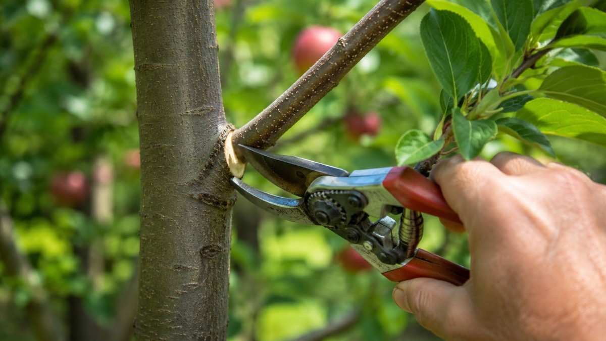 How to Prune Fruit Trees for Maximum Growth and Yield
